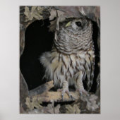 Barred Owl - Hier sieht man dich an Poster (Vorne)