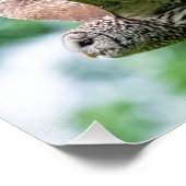 Barred Owl im Flug Fotodruck (Ecke)