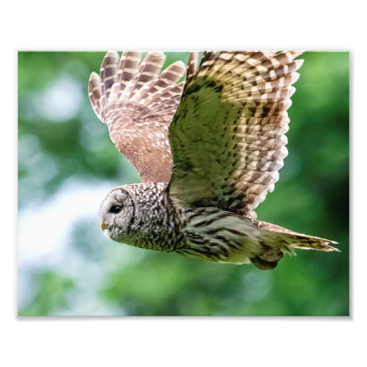 Barred Owl im Flug Fotodruck (Vorne)