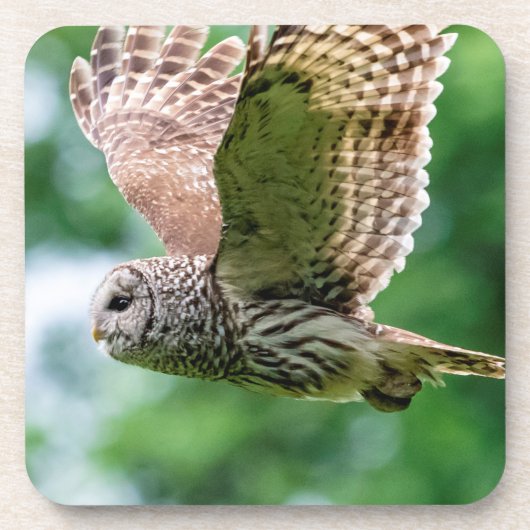 Barred Owl im Flug Getränkeuntersetzer (Vorderseite)