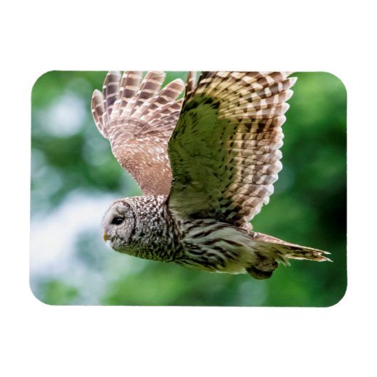 Barred Owl im Flug Magnet (Horizontal)