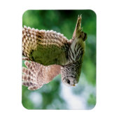 Barred Owl im Flug Magnet (Vertikal)