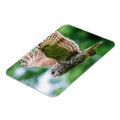 Barred Owl im Flug Magnet (Linke Seite)
