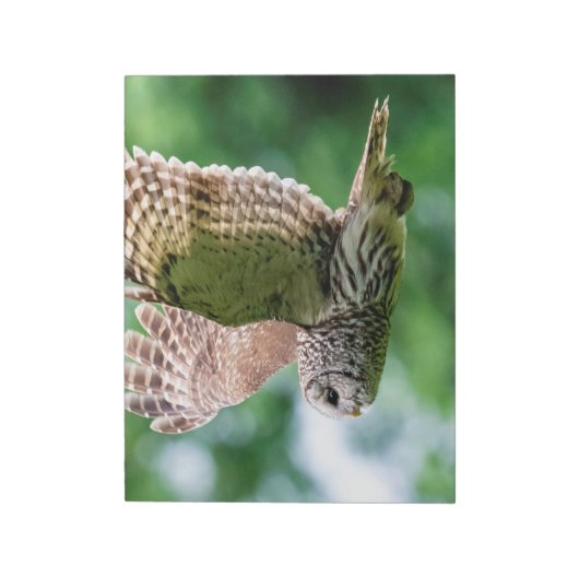 Barred Owl im Flug Notizblock (Rotiert)