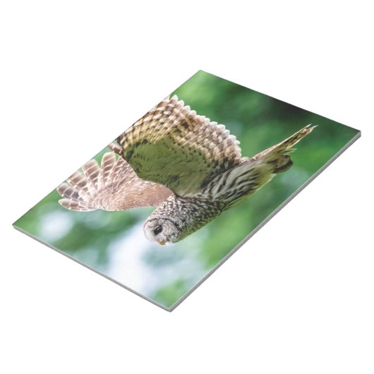 Barred Owl im Flug Notizblock (angewinkelt)