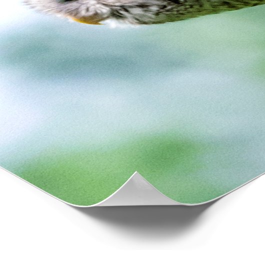 Barred Owl im Flug Poster (Ecke)