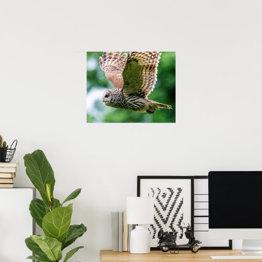 Barred Owl im Flug Poster (Heimbüro)