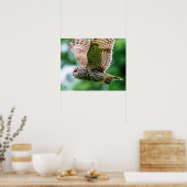Barred Owl im Flug Poster (Küche)