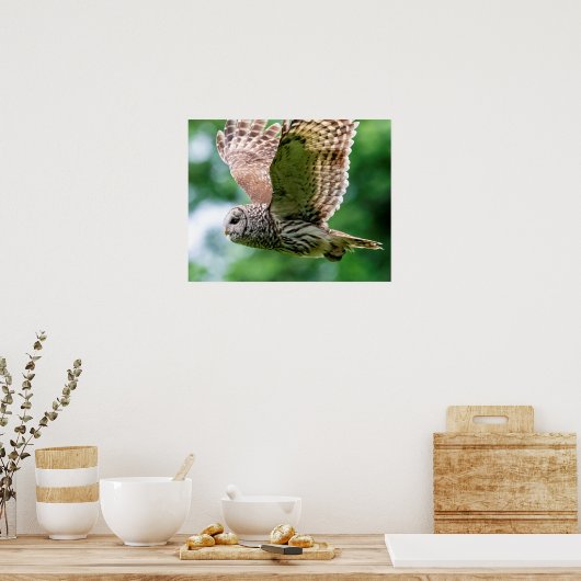 Barred Owl im Flug Poster (Küche)