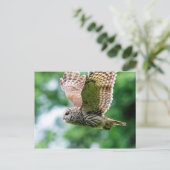 Barred Owl im Flug Postkarte (Stehend Vorderseite)