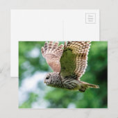 Barred Owl im Flug Postkarte (Vorne/Hinten)