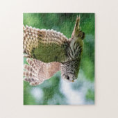 Barred Owl im Flug Puzzle (Vertikal)
