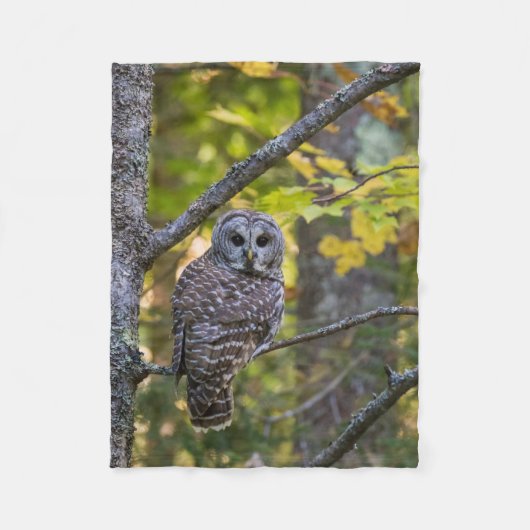 Barred Owl im Herbst | Alterer Landkreis, MI Fleecedecke (Vorderseite)