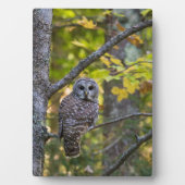 Barred Owl im Herbst | Alterer Landkreis, MI Fotoplatte (Vorderseite)