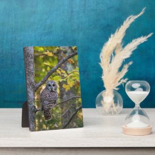 Barred Owl im Herbst   Alterer Landkreis, MI Fotoplatte