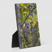 Barred Owl im Herbst | Alterer Landkreis, MI Fotoplatte (Seite)
