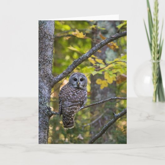 Barred Owl im Herbst | Alterer Landkreis, MI Karte (Vorderseite)