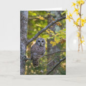 Barred Owl im Herbst | Alterer Landkreis, MI Karte (Gelbe Blume)