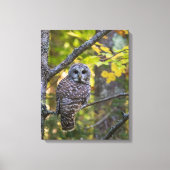 Barred Owl im Herbst | Alterer Landkreis, MI Leinwanddruck (Vorderseite)