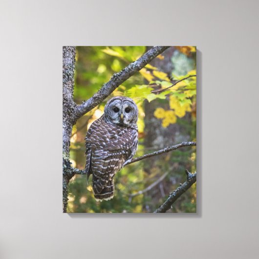 Barred Owl im Herbst | Alterer Landkreis, MI Leinwanddruck (Vorderseite)