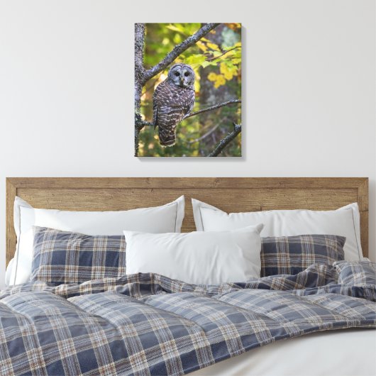 Barred Owl im Herbst | Alterer Landkreis, MI Leinwanddruck (Insitu (Schlafzimmer))