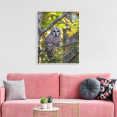 Barred Owl im Herbst | Alterer Landkreis, MI Leinwanddruck (Insitu (Wohnzimmer))