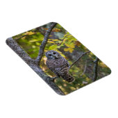 Barred Owl im Herbst | Alterer Landkreis, MI Magnet (Rechte Seite)