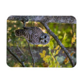 Barred Owl im Herbst | Alterer Landkreis, MI Magnet (Horizontal)