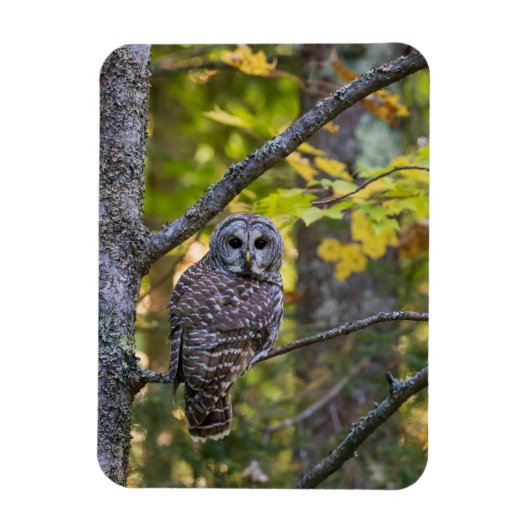Barred Owl im Herbst | Alterer Landkreis, MI Magnet (Vertikal)