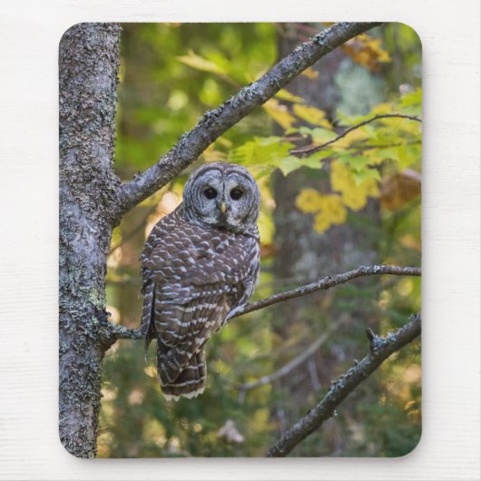 Barred Owl im Herbst | Alterer Landkreis, MI Mousepad (Vorne)