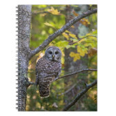 Barred Owl im Herbst | Alterer Landkreis, MI Notizblock (Vorderseite)