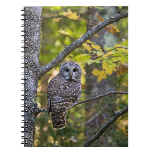 Barred Owl im Herbst | Alterer Landkreis, MI Notizblock (Vorderseite)