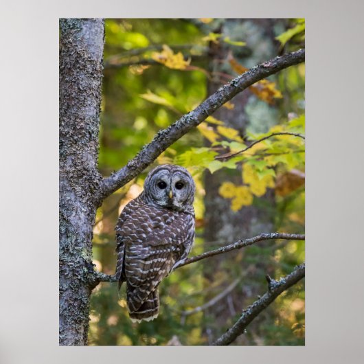 Barred Owl im Herbst | Alterer Landkreis, MI Poster (Vorne)
