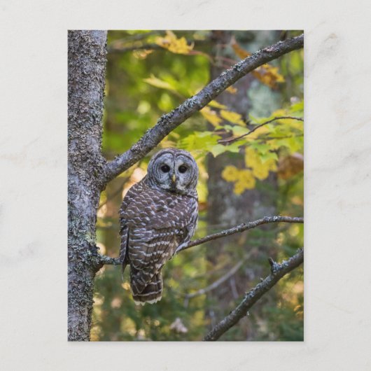 Barred Owl im Herbst | Alterer Landkreis, MI Postkarte (Vorderseite)