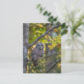 Barred Owl im Herbst | Alterer Landkreis, MI Postkarte (Stehend Vorderseite)