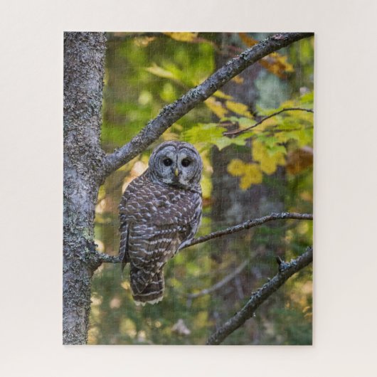 Barred Owl im Herbst | Alterer Landkreis, MI Puzzle (Vertikal)
