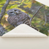 Barred Owl im Herbst | Alterer Landkreis, MI Sherpadecke (3/4)