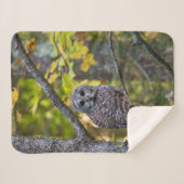 Barred Owl im Herbst | Alterer Landkreis, MI Sherpadecke (Vorderseite (Horizontal))