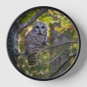 Barred Owl im Herbst | Alterer Landkreis, MI Uhr (Vorderseite)