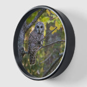 Barred Owl im Herbst | Alterer Landkreis, MI Uhr (Winkel)