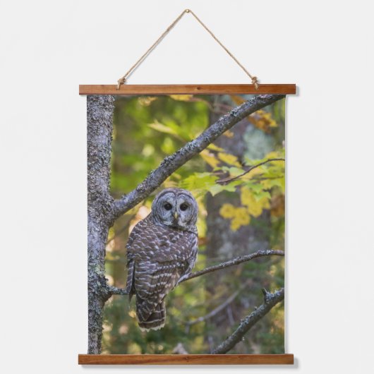 Barred Owl im Herbst | Alterer Landkreis, MI Wandteppich Mit Holzrahmen (Vorderseite)