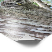 Barred Owl in einem Baum fleddeln Fotodruck (Ecke)