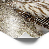 Barred Owl in einem Baum Fotodruck (Ecke)