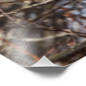 Barred Owl in einem Birkenbaum-Foto Fotodruck (Ecke)