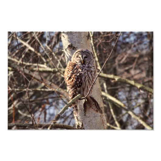 Barred Owl in einem Birkenbaum-Foto Fotodruck (Vorne)