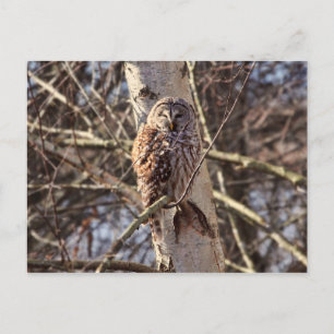 Barred Owl in einem Birkenbaum-Foto Postkarte