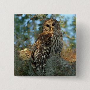 Barred Owl in einem spanischen Moos Button