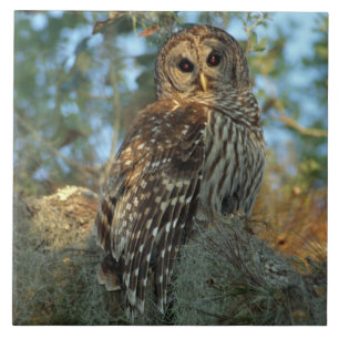 Barred Owl in einem spanischen Moos Fliese