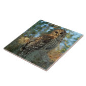 Barred Owl in einem spanischen Moos Fliese (Seite)