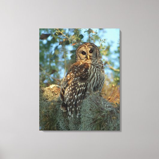 Barred Owl in einem spanischen Moos Leinwanddruck (Vorderseite)